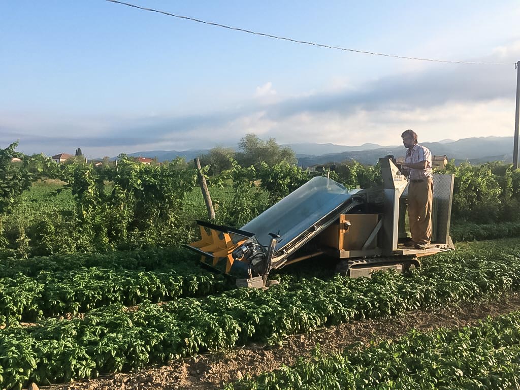 azienda-agricola-lavorazione-basilico