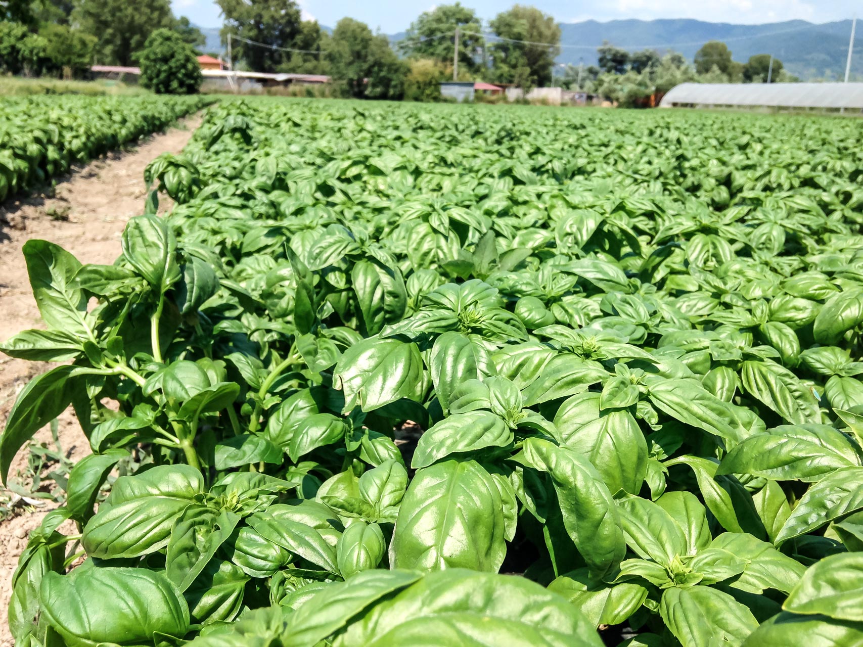 basilico-azienda-agricola